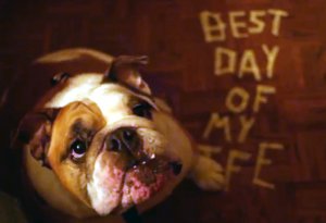 Best Day of my Life - Bulldog Adoption Video by American Authors with Georgia English Bulldog Rescue