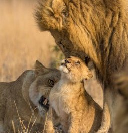 lion-and-cub